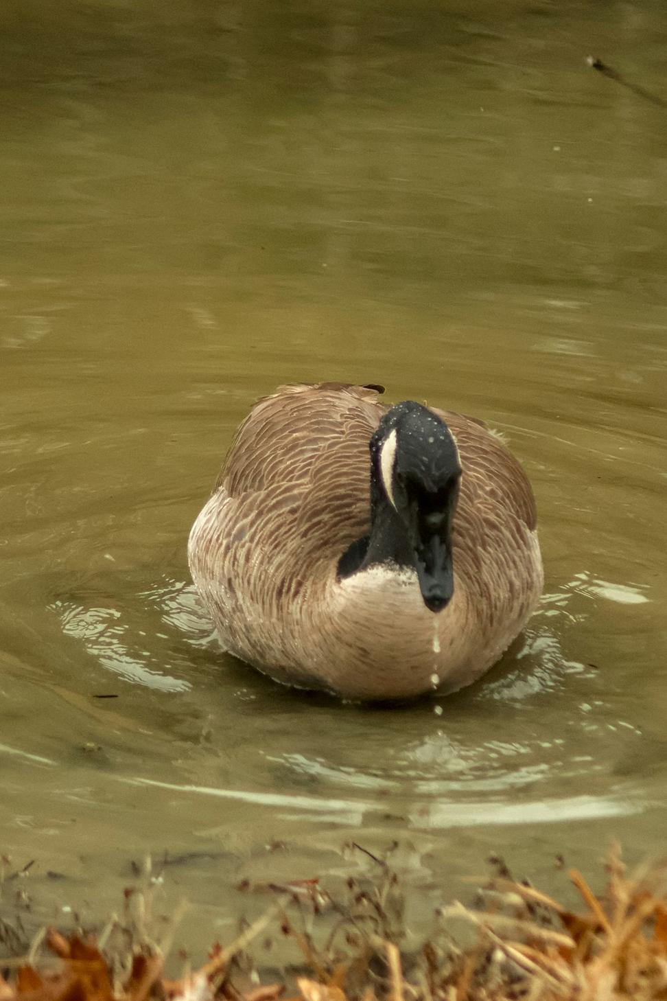 Duck breast